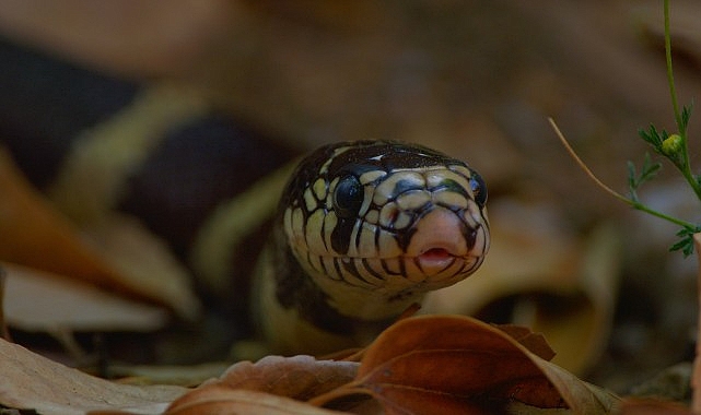 3 Bölümden Oluşan ‘Yılanların Gizli Dünyası’, 1 Mart Pazar 20.00’de National Geographic WILD Ekranlarında! görseli