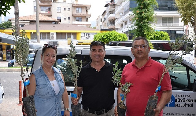 Büyükşehir’den üreticiye zeytin fidanı desteği görseli