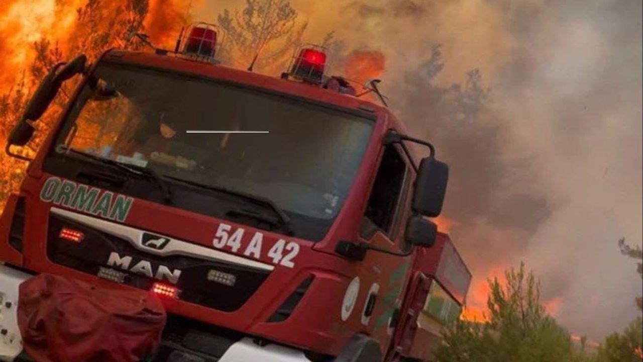 Orman'dan çağrı: 'Ormanın Kahramanları’na yol verin görseli