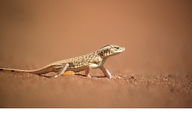 ‘Sıra Dışı Canlılar Özel’, 11 Ocak Pazar 20.00’de National Geographic WILD Ekranlarında İzleyicilerle Buluşuyor! görseli