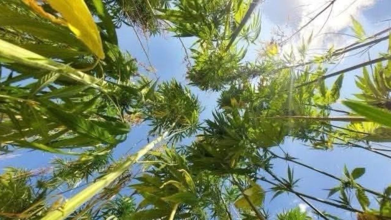Antalya Isparta ve Burdur’da kenevir üretimine resmen izin verildi görseli