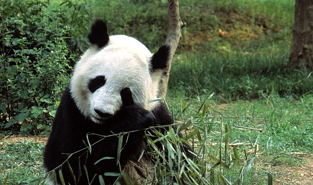 ‘Asya’nın Vahşi Sırları Özel’, 13 Eylül Cumartesi 20.00’de National Geographic WILD Ekranlarında İzleyicilerle Buluşuyor! görseli