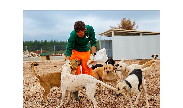 Büyükşehir’den sokak köpeklerine özel yaşam alanı görseli