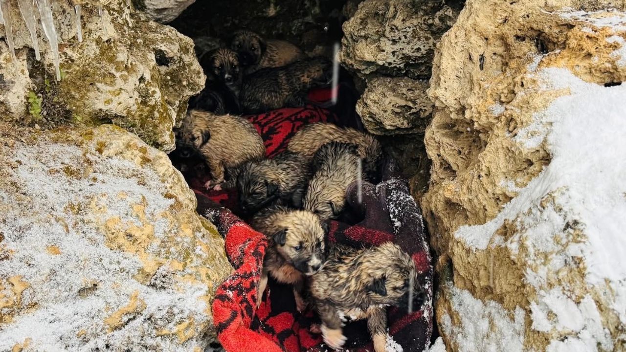 Şırnak’ta donmak üzere olan 12 köpek yavrusu kurtarıldı görseli