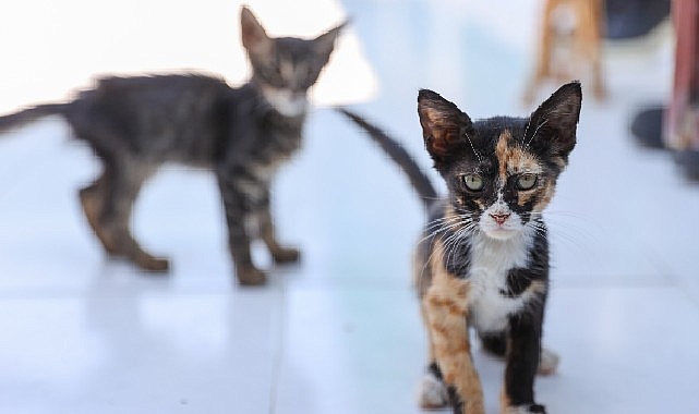 Buca’daki can dostlar sizi bekliyor görseli