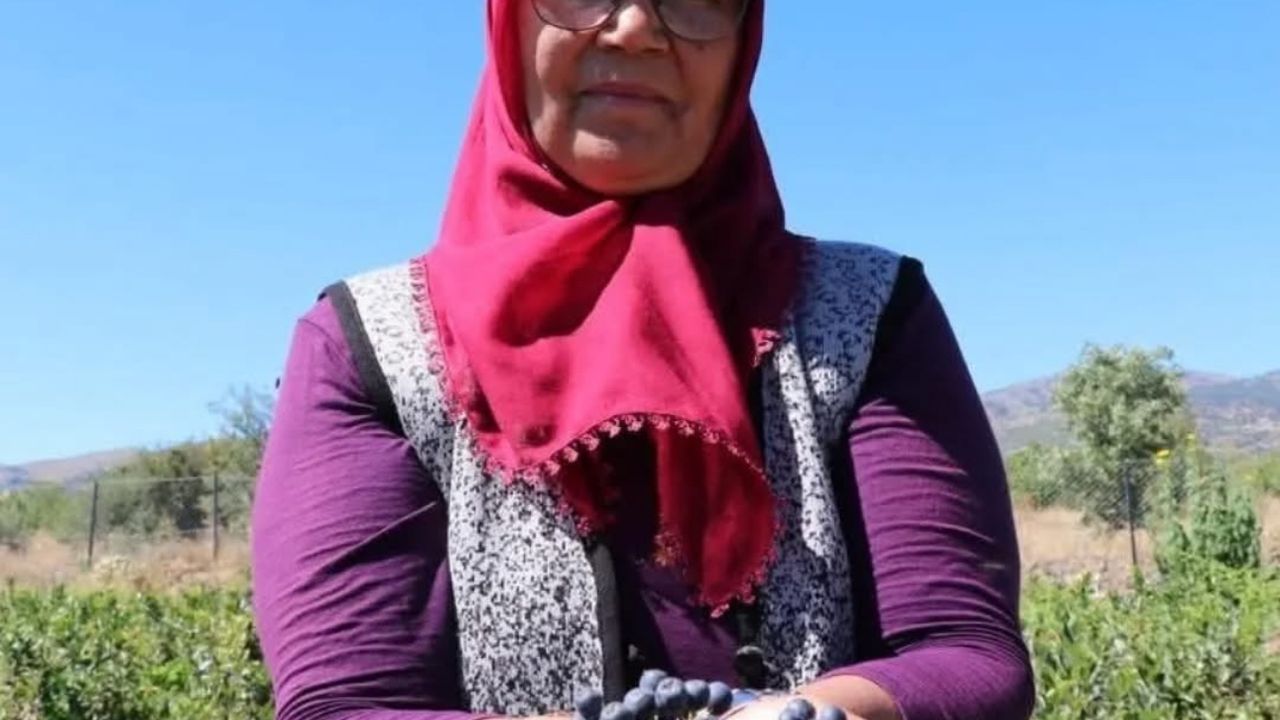 Köyüne döndü, "Aronya'yı" şifa için ücretsiz dağıtıyor görseli