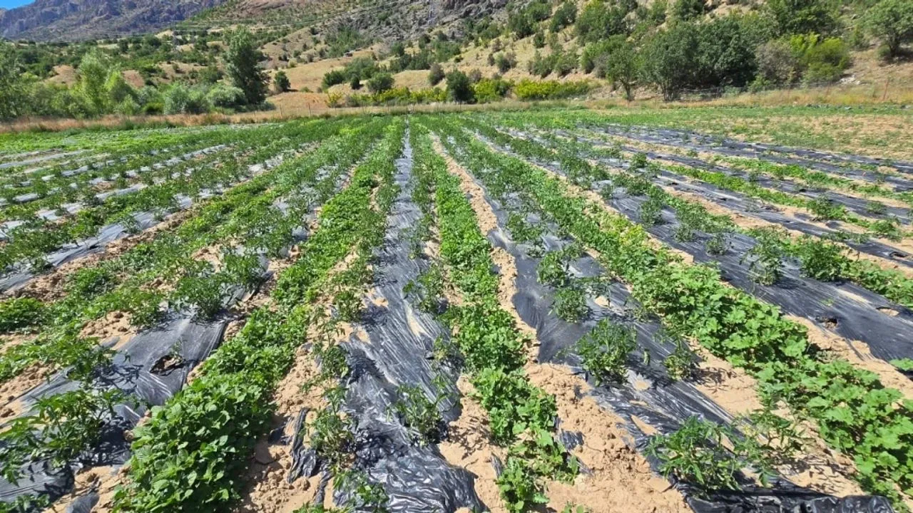 Çamoluk'ta yüzleri güldüren tarım projeleri görseli