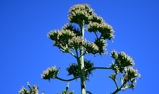 UNESCO Listesindeki Agave Bitkisi Beylikdüzü’nde Çiçek Açtı görseli