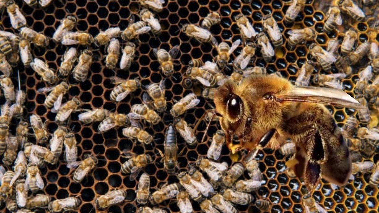 İklim değişikliği bombus arılarının yaşamını tehdit ediyor görseli
