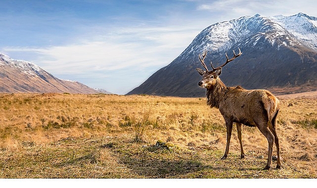 6 Bölümlük Seri ‘Avrupa’nın Vahşi Harikaları’, 15 Kasım’dan İtibaren Cumartesi Günleri 20.00’de İki Bölüm Art Arda National Geographic WILD Ekranlarında! görseli