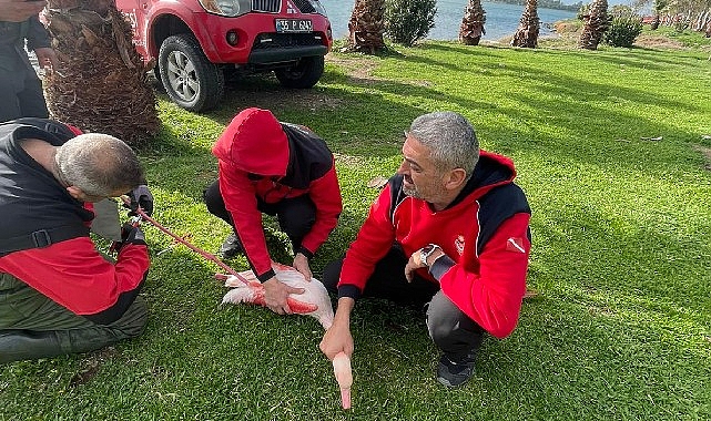 İzmir İtfaiyesi ayağına misina dolanan flamingoyu kurtardı görseli