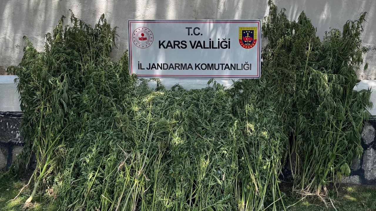 Kars’ta 42 binden fazla kenevir bitkisi imha edildi görseli