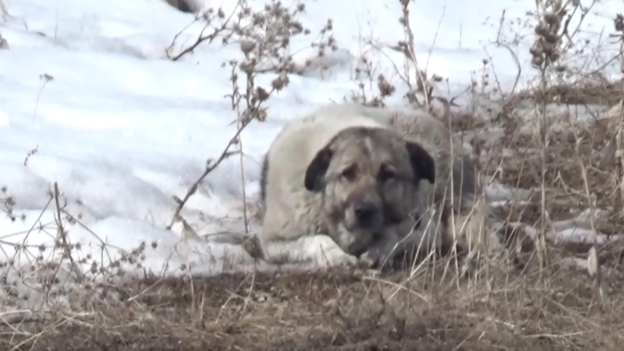 Adıyaman’da sahipsiz köpek saldırısına uğrayan çocuk yaralandı görseli