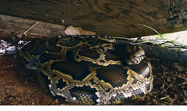 ‘Piton İstilası’, 19 Ekim Pazar 20.00’de National Geographic WILD Ekranlarında! görseli