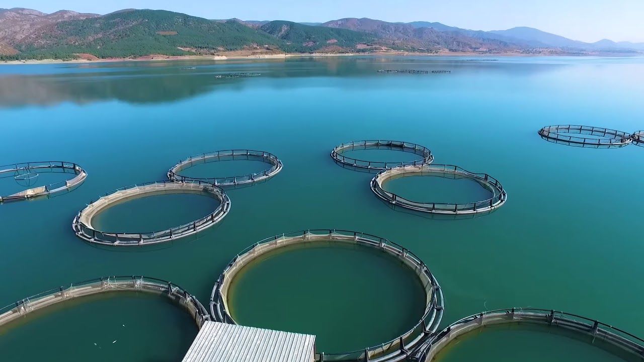 Tokat’ın Almus Barajı’ndan 29 ülkeye balık ihracatı görseli