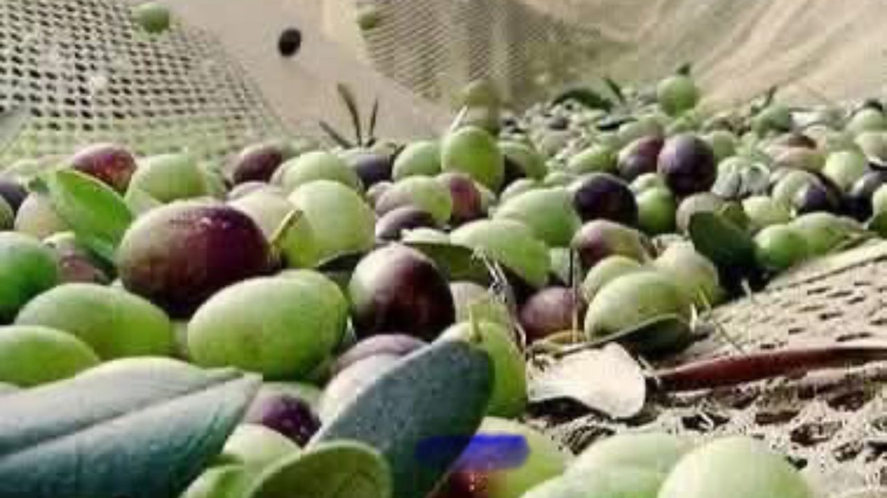 Zeytin dökülmelerine dikkat! görseli