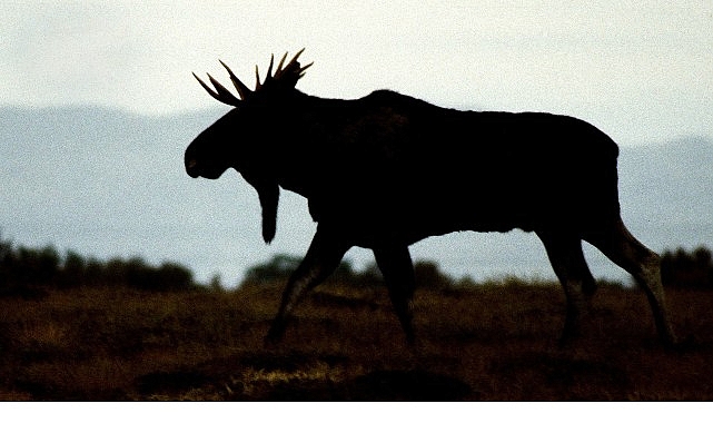 ‘Vahşi Kışla Yarış’, 28 Aralık Pazar 20.00’de National Geographic WILD Ekranlarında! görseli