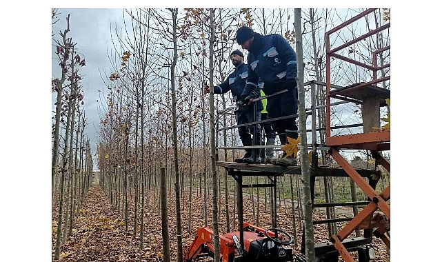 On binlerce bitki Büyükşehir fidanlığında yetişiyor görseli