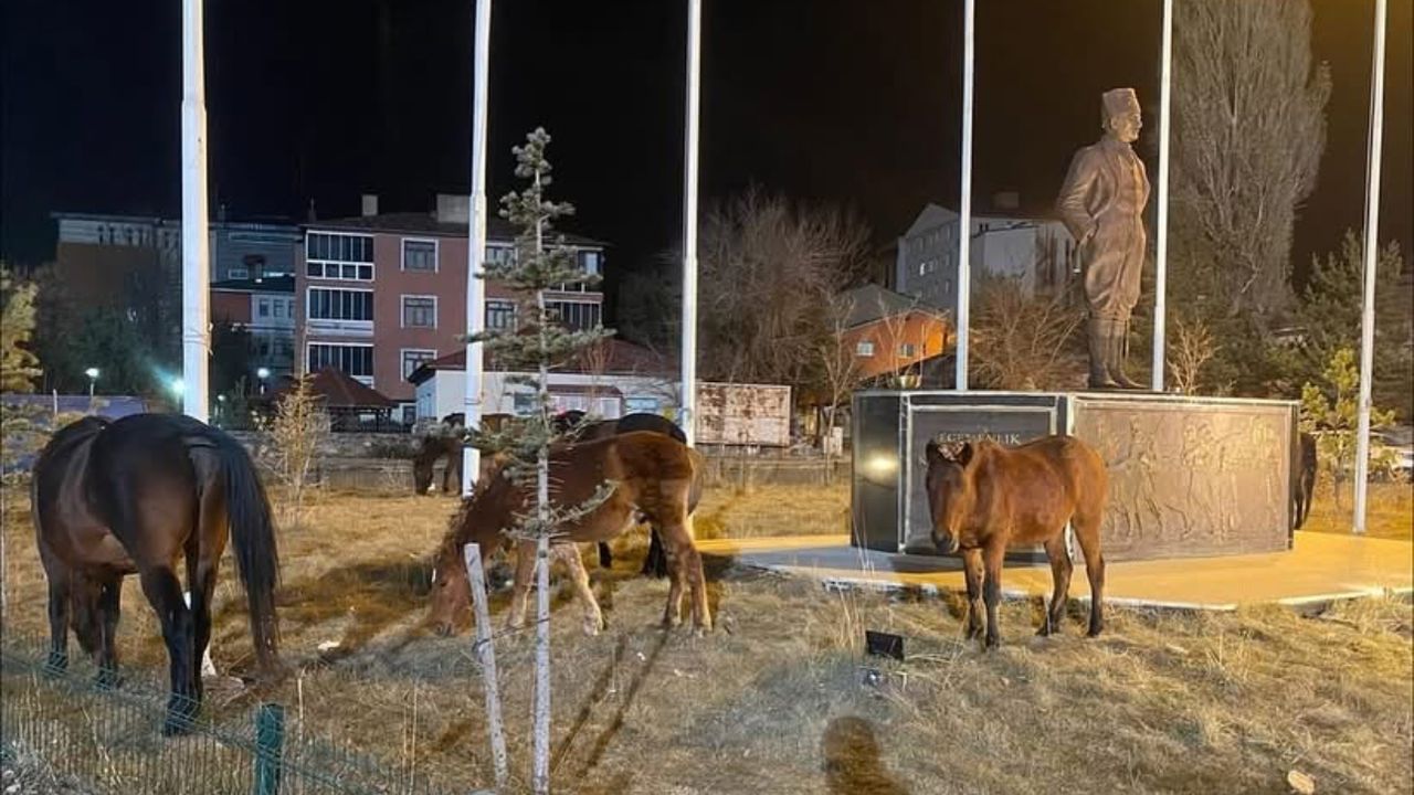 Ardahan’da yılkı atları şehre indi görseli