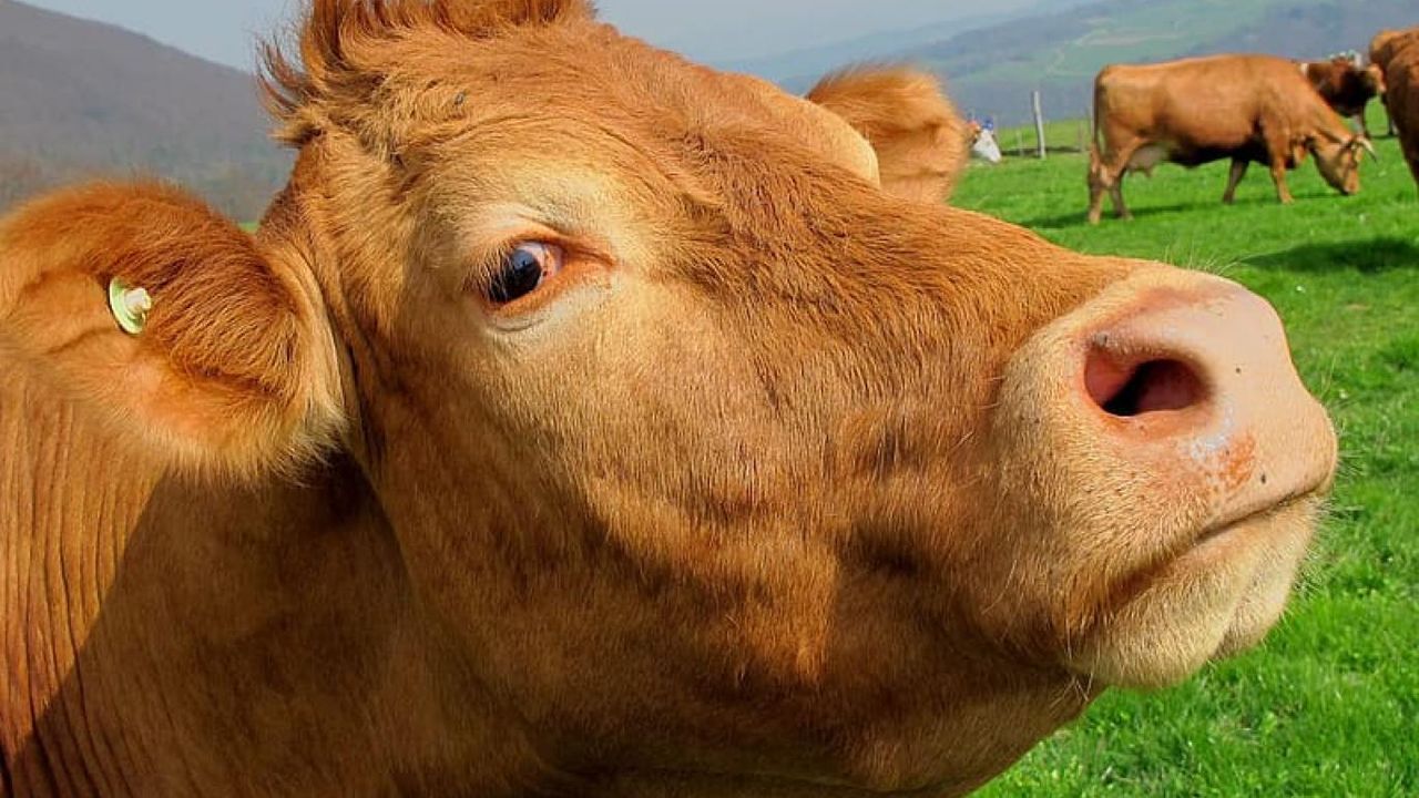Tarım ve Orman Bakanlığı’ndan şap hastalığı açıklaması görseli