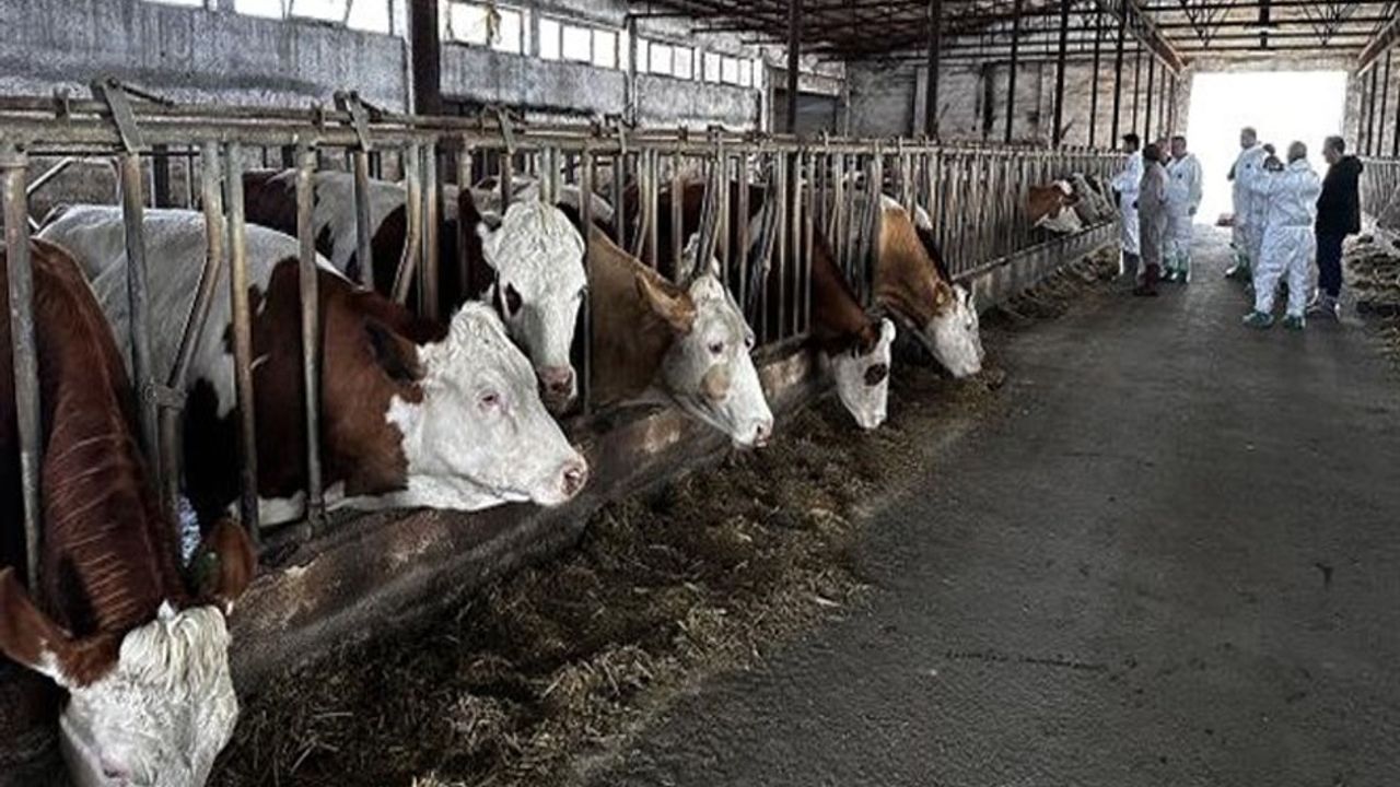 Şarkikaraağaç’ta şap alarmı görseli