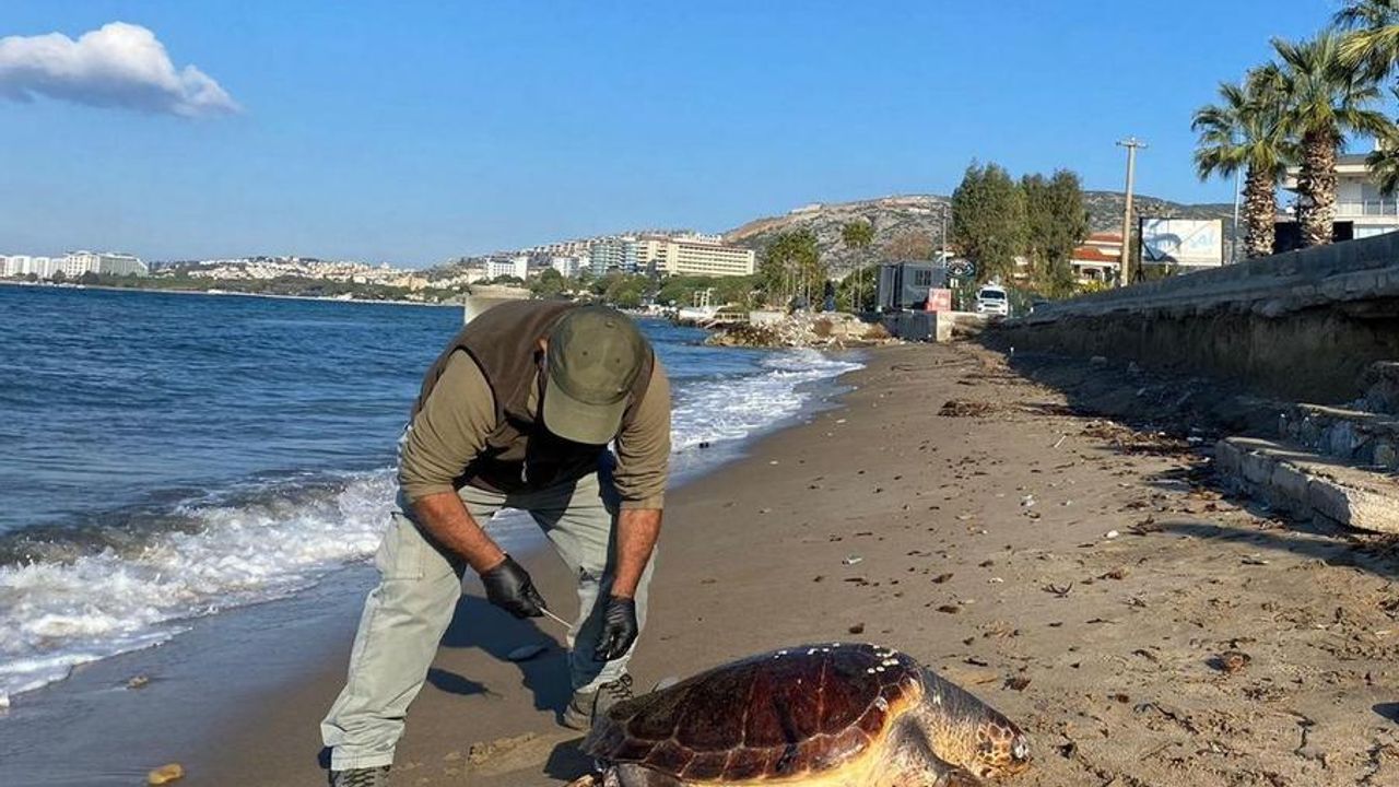 Kuşadası'nda 3 deniz kaplumbağası ölü bulundu görseli