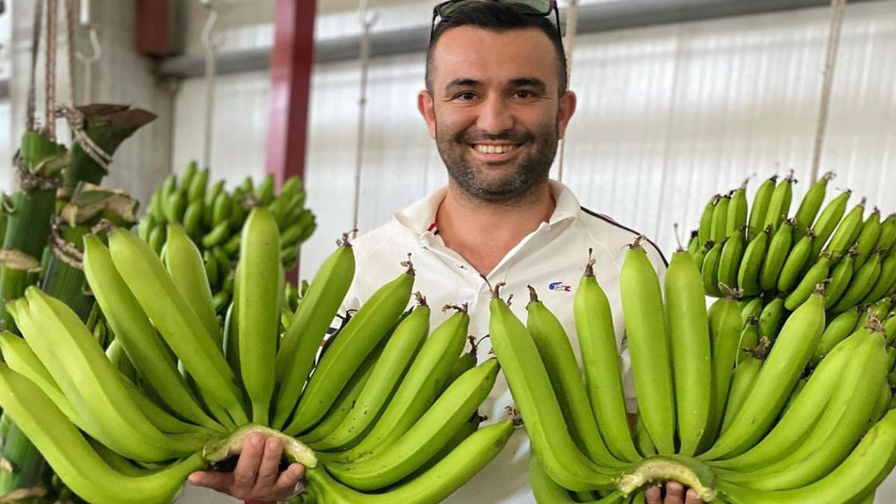 Serik’te yetiştirilen yerli muz, ithal ürünleri geride bıraktı görseli