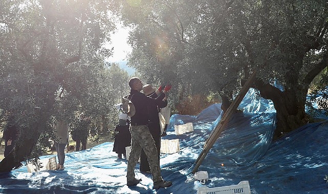 Mudanya'da Zeytin Hasadı sezonu başladı görseli