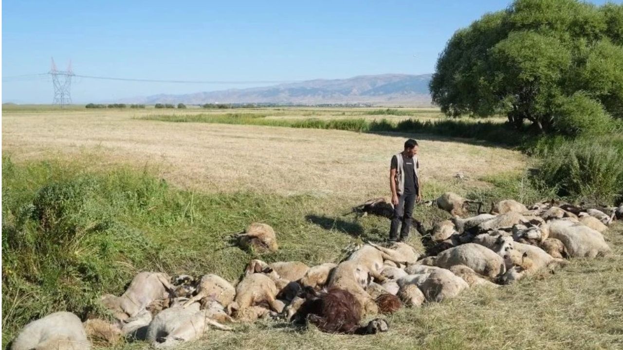 Birbirini ezen yaklaşık 150 koyun telef oldu görseli