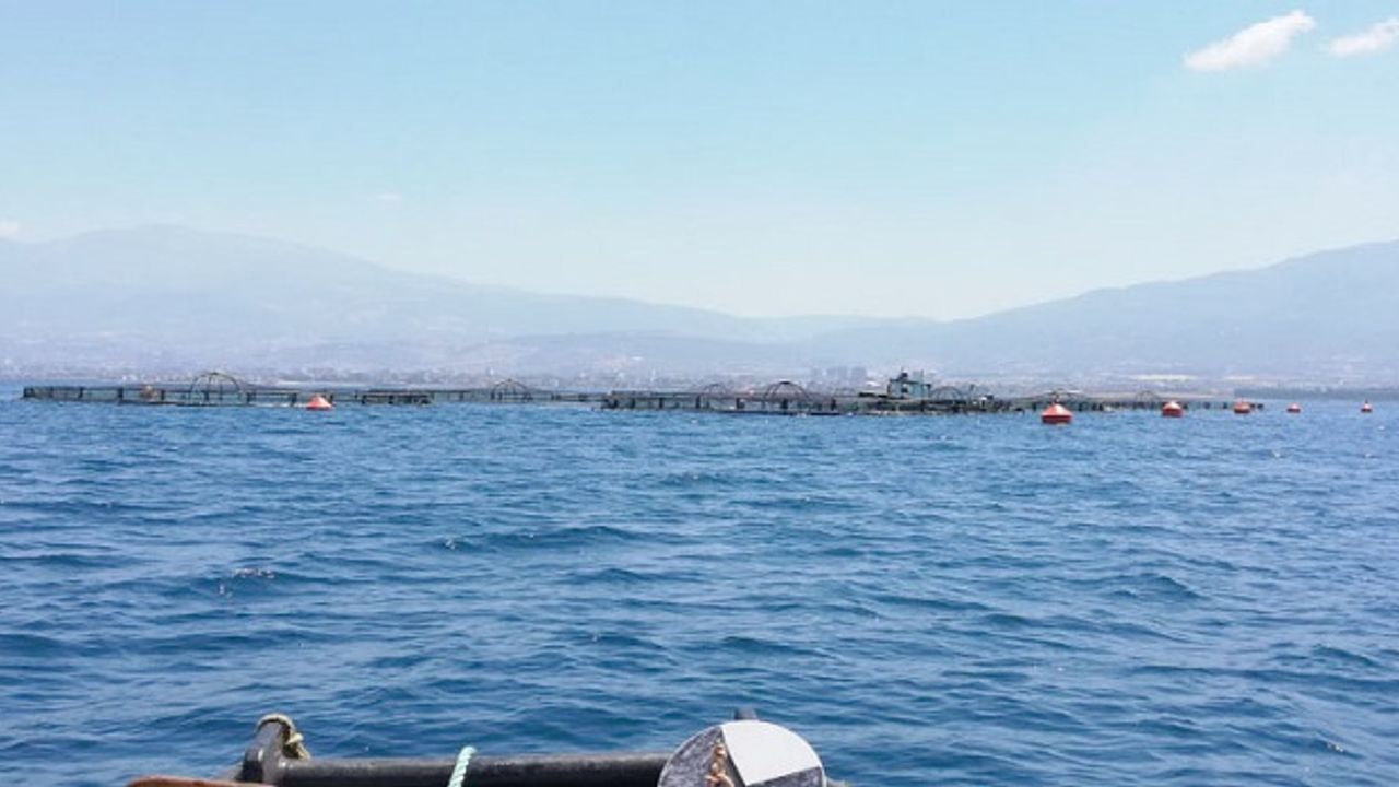 Hatay’ın mavi sularında yetişen balıklar Avrupa sofralarında görseli