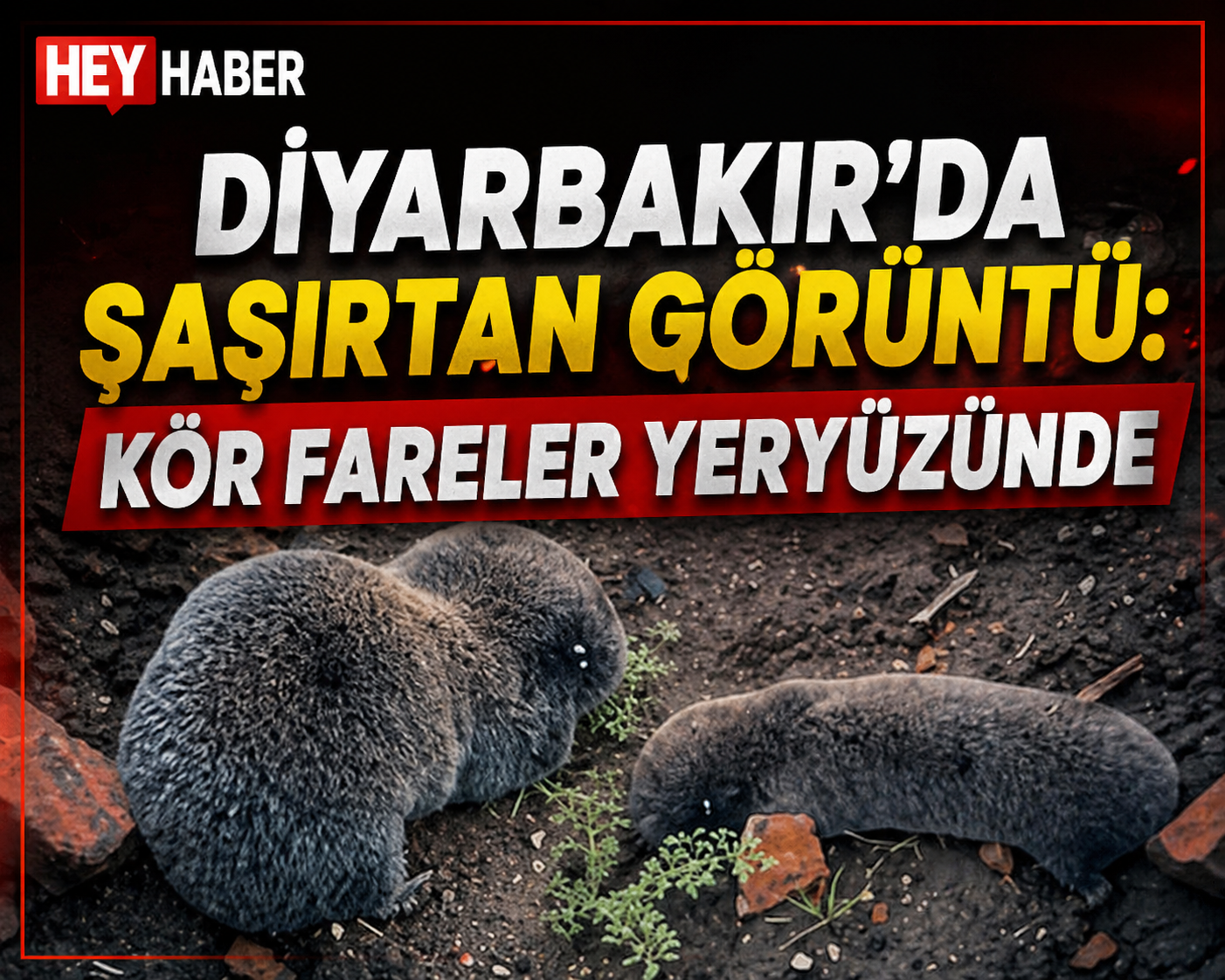 Diyarbakır’da Şaşırtan Görüntü:Kör Fareler Yeryüzünde görseli