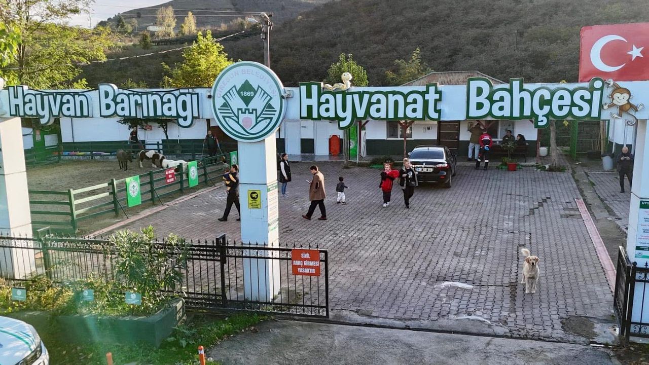 Giresun Belediyesi hayvan barınağı örnek çalışmaları görseli