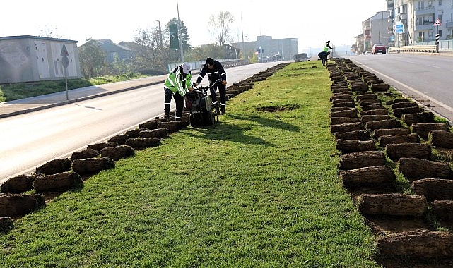 Ağaçlar yeni yerlerinde hayat bulacak görseli