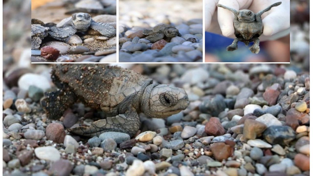 Antalya’da yarım milyona yakın Caretta yavrusu denizle buluştu görseli