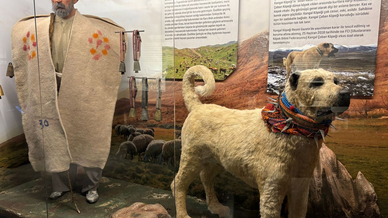 Sivas’ın hafızası; Şehir Müzesi görseli