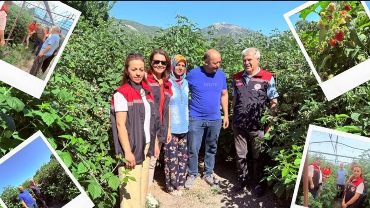 Isparta’da serada ahududu yetiştiriciliği denemesi yapıldı görseli