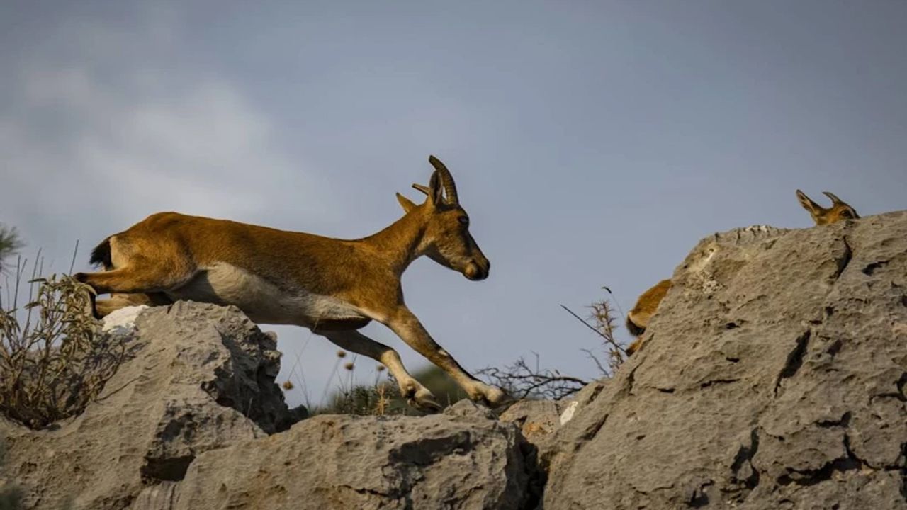 Antalya’da yaban keçisi avcılığına rekor ceza! görseli