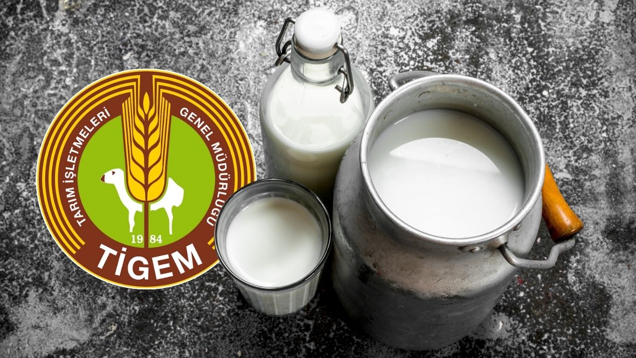 TİGEM 2026 yılı için 74 bin 665 ton sütü ihaleyle satacak görseli