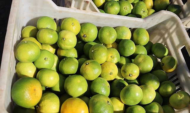 Ekim ayında mandalina ihracatında yüzde 144’lük rekor artış görseli