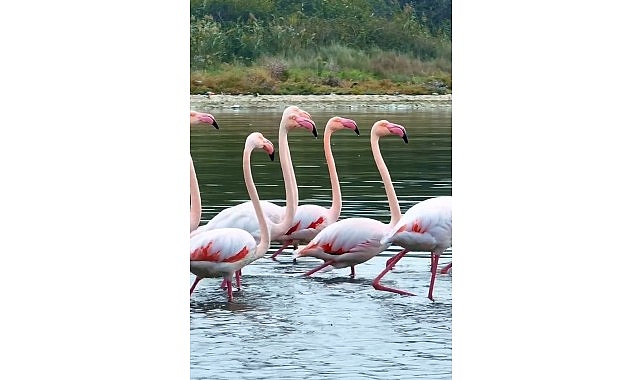 İzmit Körfezi'nde pembe flamingoların dansı görseli