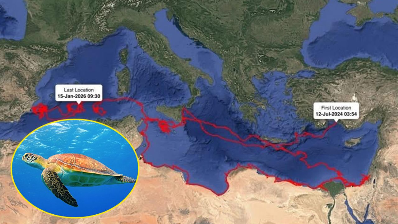 Caretta Gümüş 24 bin km yol kat etti görseli