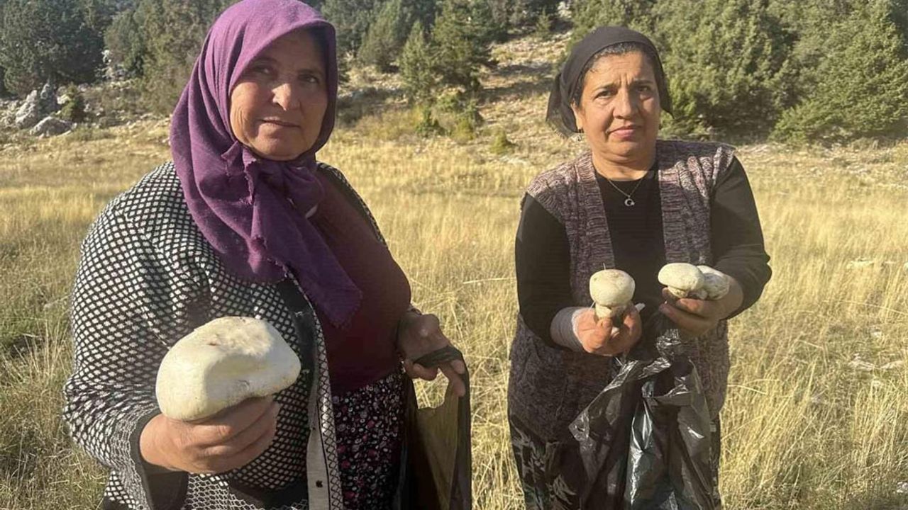 Toroslar’da mantar bereketi başladı görseli