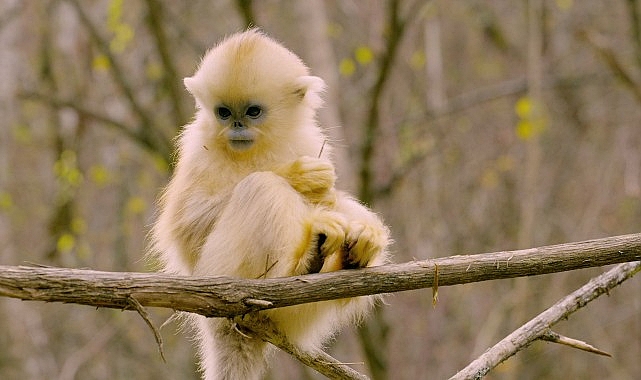 ‘Primatlar Dünyası’, 28 Eylül Pazar 21.00’de National Geographic WILD Ekranlarında! görseli