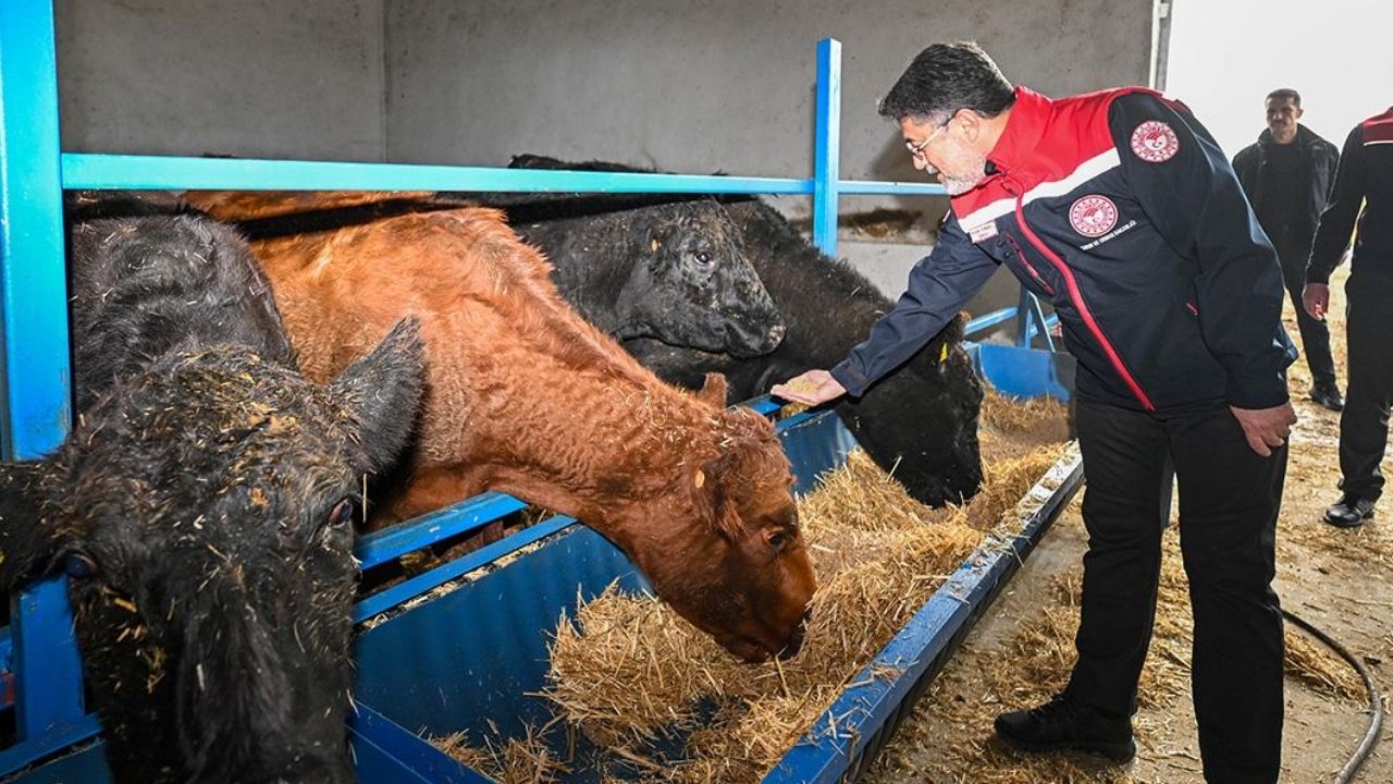 Kırmızı et üretimini artıracak proje sonuç vermeye başladı görseli
