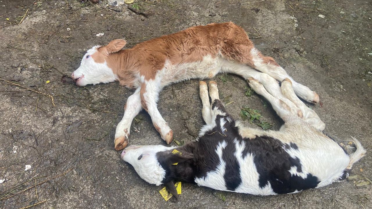 Düzce’yi “Şap” korkusu sardı görseli
