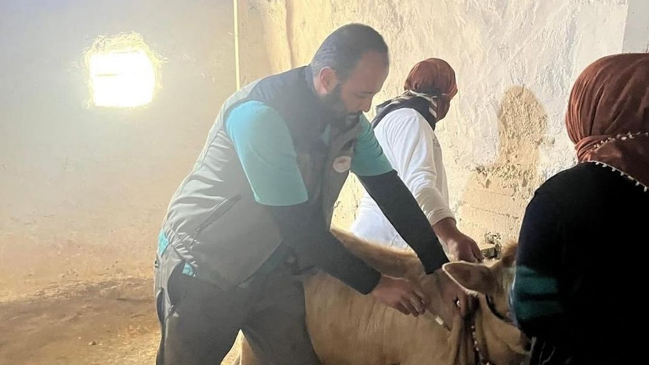 Kars Tarım ve Orman İl Müdürlüğü’nden hayvan sağlığında kararlı mücadele görseli