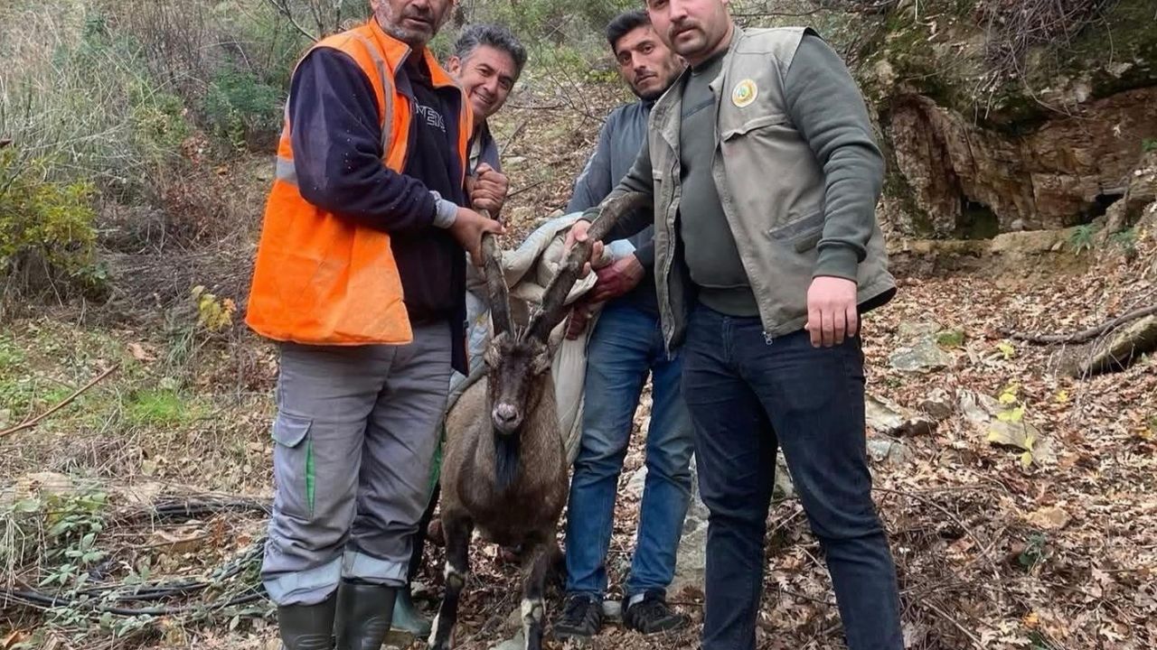 Antalya Gazipaşa’da yaralı yaban keçisi tedavi altına alındı görseli