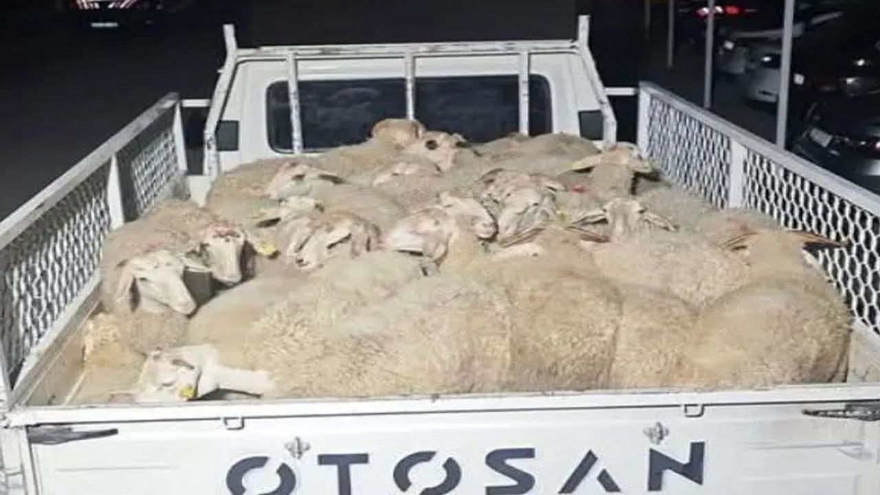 Isparta'da 32 küçükbaş hayvanı çalan şüpheliler Uşak’ta yakalandı görseli