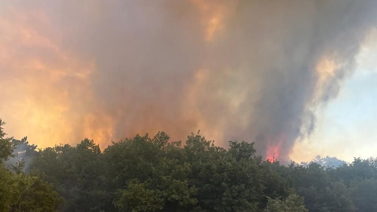 Çanakkale Ezine'deki orman yangını kontrol altına alındı görseli
