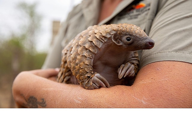 ‘Yavru Hayvanları Kurtarma’, 27 Ağustos Çarşamba 20.00’de National Geographic WILD Ekranlarında! görseli